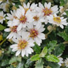 Olearia phlogopappa 'Sawtooth'